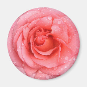 Romantische rode roze rozenwaterdruppels magneet