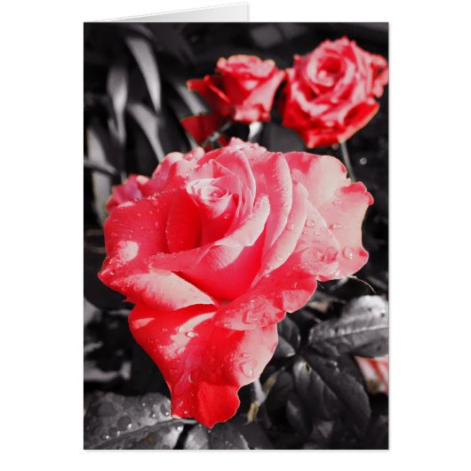 Romantische rode rozen (Voorkant)