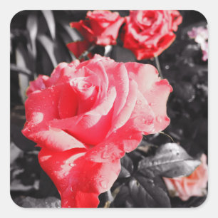 Romantische rode rozen vierkante sticker