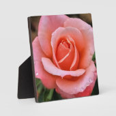 Romantische Roos Botanische Kunstprint Fotoplaat (Voorkant)