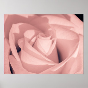 Romantische Roze Roos Bloem Archief Kunst Poster