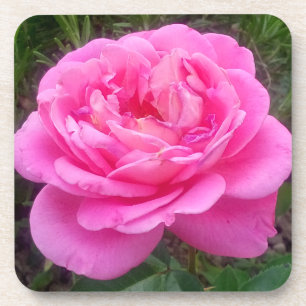 Romantische roze roos 'Leonardo Da Vinci'    Bier Onderzetter