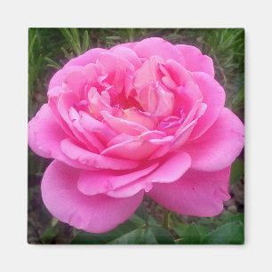 Romantische Roze Roos 'Leonardo Da Vinci' magneet