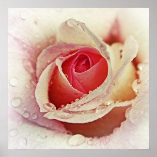Romantische roze roze roze met regendruppelmacro poster