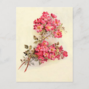 Romantische roze rozen briefkaart