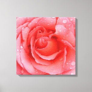 Romantische roze rozenwaterdruppels canvas afdruk