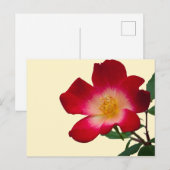 Romantische Roze Wilde Roos Briefkaart (Voorkant / Achterkant)