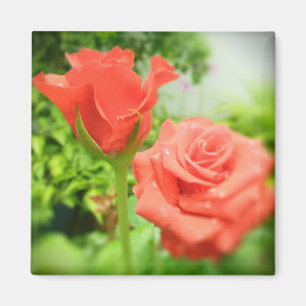 Romantische Rozen Bloemen Magneet