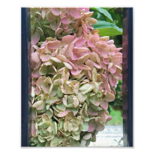 romantische tuin hydrangea foto afdruk
