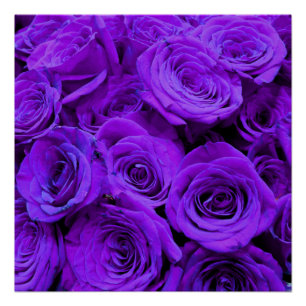 romantische violette paarse rozen , rozenroos bou perfect poster