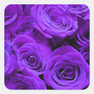 romantische violette paarse rozen , rozenroos bou vierkante sticker