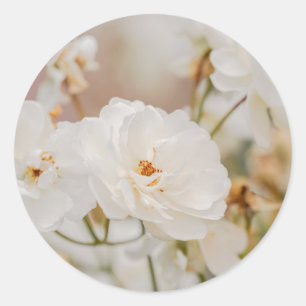 Romantische witte Korbin-rozen Natuurfoto Ronde Sticker