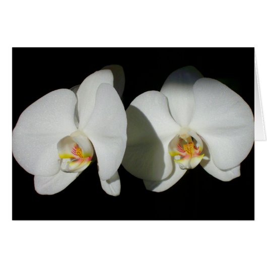 Romantische witte orchideeën, tropische foto van f (Voorkant Horizontaal)