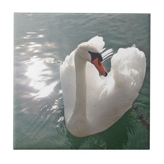Romantische witte zwaan tegeltje (Voorkant)