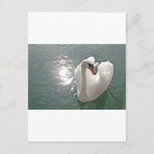 Romantischer weisser Schwan Briefkaart