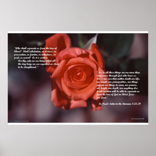 Romeinen 8 Roos Poster (Voorkant)