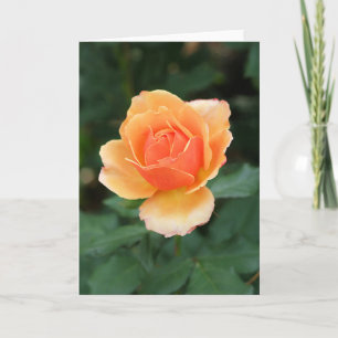 Romige Oranje Modern nam toe Kaart