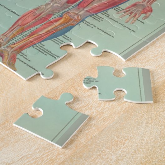 Rompecabezas - Anatomía Legpuzzel (Zijkant)