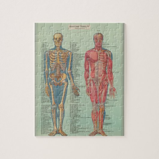 Rompecabezas - Anatomía Legpuzzel (Verticaal)