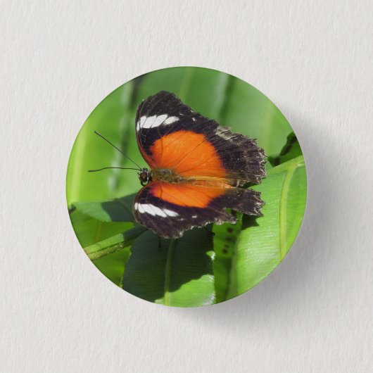 Rond 2,50 Cm Badge de papillon tropical (Devant)