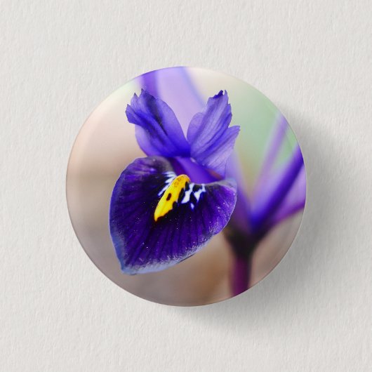 Rond 2,50 Cm Badge Fleur Iris Reticulata (Devant)