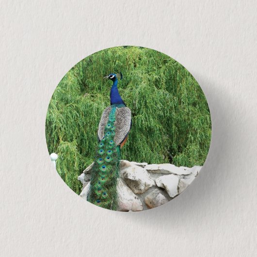 Rond 2,50 Cm Badge photo Peacock (Devant)