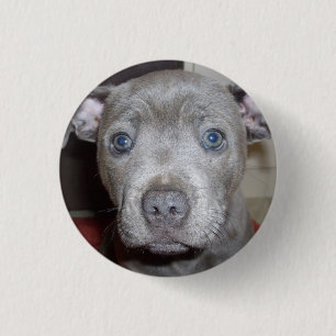 Rond 2,50 Cm Blue Staffordshire Bull Terrier Puppy Button Badge