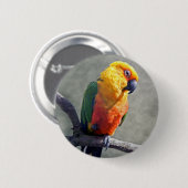 Rond 5 Cm Badge de Conure de Jenday (Devant & derrière)