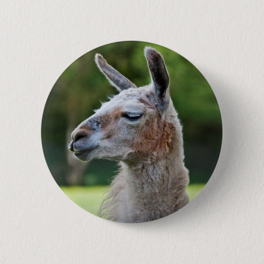 Rond 5 Cm Badge de lama (Devant)