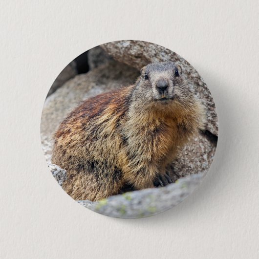 Rond 5 Cm Badge de Marmot alpine (Devant)
