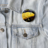 Rond 5 Cm Badge Koi Carp (En situation)