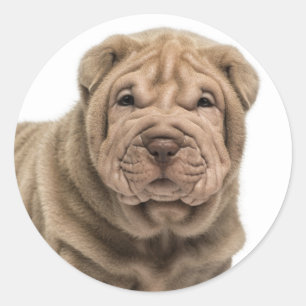 Rond Aimer Sticker Poi Chien Shar / Phoques