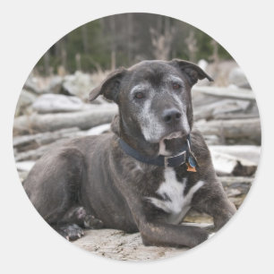 Rond American Staffordshire Terrier - Sticker