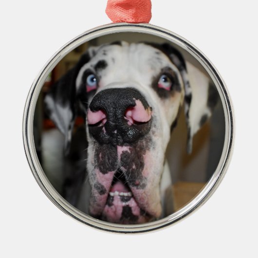 Rond Argenté Ornement dogue (Devant)