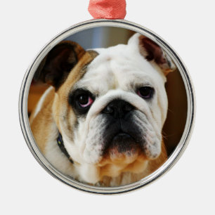 Rond Argenté Ornement Premium Bulldog