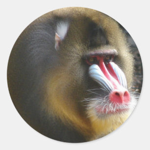 Rond Baboon Sticker