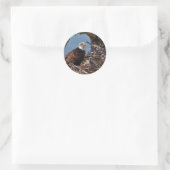 Rond Bald Eagle Chicks - Sticker (Sac)