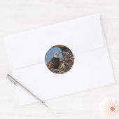 Rond Bald Eagle Chicks - Sticker (Enveloppe)