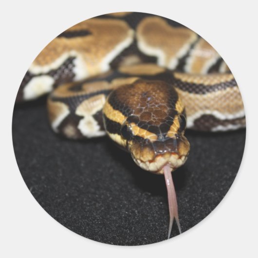Rond Ball Python Sticker (Devant)