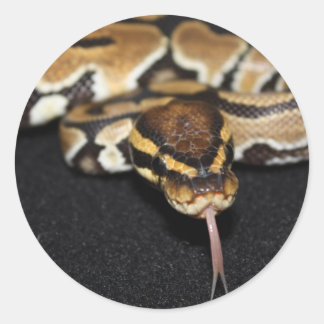 Rond Ball Python Sticker