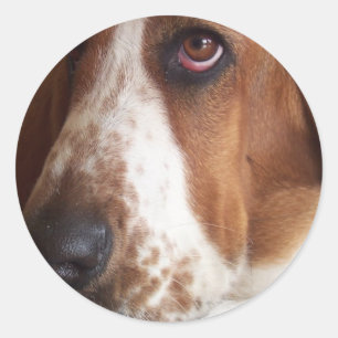 Rond Basset Hound Dog Sticker