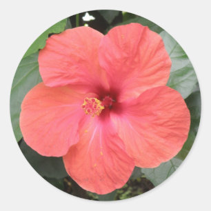 Rond Beau Sticker à fleurs d'Hibiscus orange