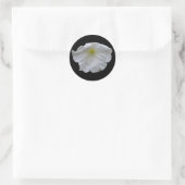 Rond Beau Sticker Petunia Blanc (Sac)