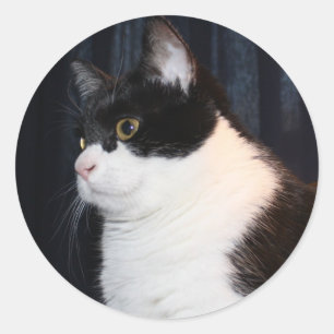 Rond Beau Sticker pour chats