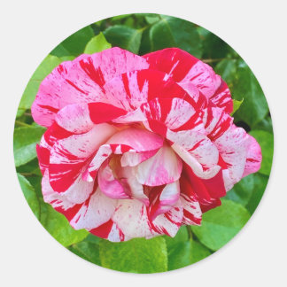 Rond Beau Sticker Rose #2