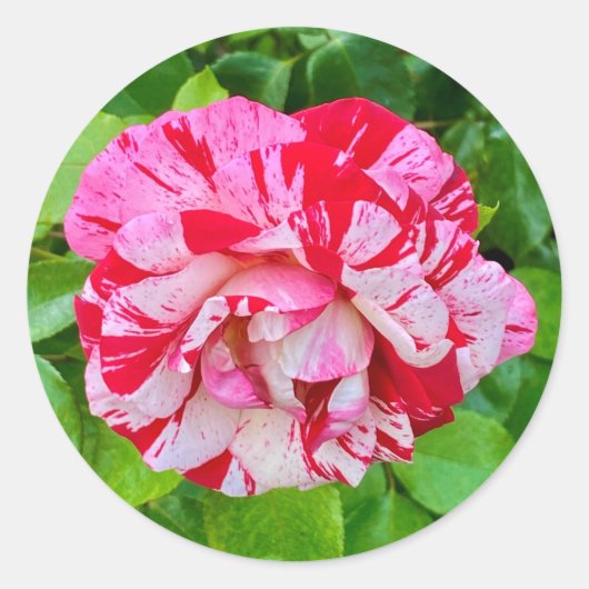 Rond Beau Sticker Rose #2 (Devant)