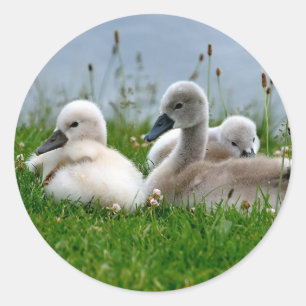 Rond Bébés de cygne doux - Sticker