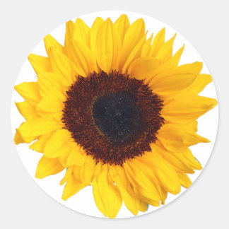 Rond Belle Tournesol Jaune sur Sticker Blanc