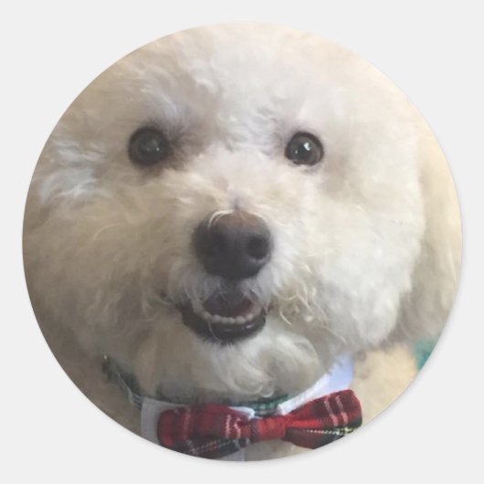 Rond Bichon Frise - Sticker (Devant)