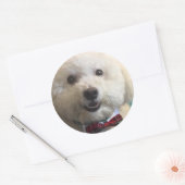 Rond Bichon Frise - Sticker (Enveloppe)
